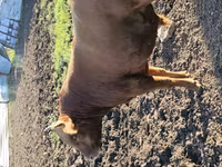 公牛, Cattle — 照片 5