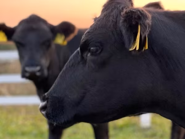 Aberdeen-Angus