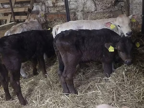 公牛, Simmental cattle