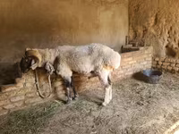 मेढ़ा, Rhon sheep — फ़ोटो 5