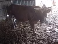 公牛, Cattle — 照片 2