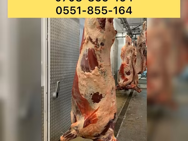 Cattle