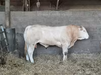 公牛, Cattle — 照片 3