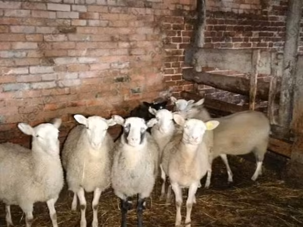 公羊, Katum sheep