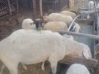 كبش, Merino sheep — الصورة 3