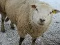 公羊, Sheep — 照片 2