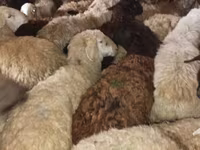 公羊, Sheep — 照片 3