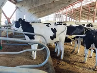 母牛, Holstein breed — 照片 7