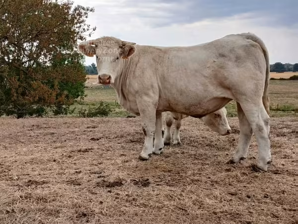 母牛, Charolais cattle