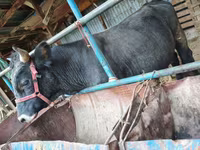 公牛, Cattle — 照片 5