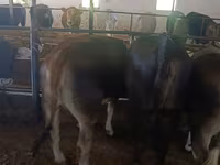 母牛, Alatau breed — 照片 6