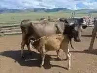Cow, Cattle — photo 3