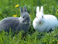 Producem și vindem granule pentru animale si păsări in cantități mari sau mici — photo 1