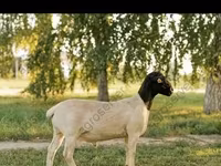 公羊, Sheep — 照片 7