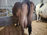 Kuh, Holstein-Rasse — Foto 1