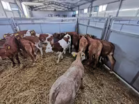 母牛, Cattle — 照片 3