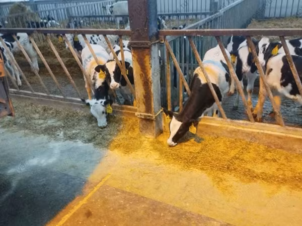 Bulle, Yaroslavl cattle