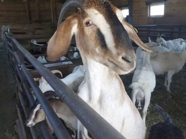 母山羊, Nubian Goat