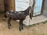 Goat, Kamori goats — photo 6