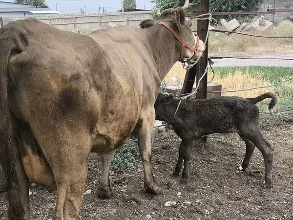بقرة, Simmental cattle
