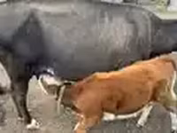 Cow, Cattle — photo 3
