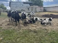 公牛, Cattle — 照片 6