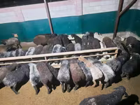 Ram, Sheep — photo 4