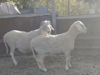 Ram, Sheep — photo 5