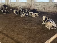 Toro, Russian Black pied cattle — foto 5