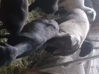 मेढ़ा, Rhon sheep — फ़ोटो 3