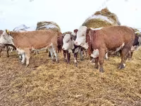 公牛, Cattle — 照片 4