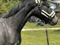母马, Horses — 照片 2