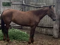 母马, Horses — 照片 3