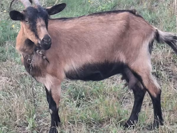 母山羊, Goats