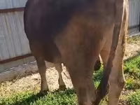 ثور, Swiss cattle — الصورة 6