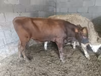 公牛, Simmental cattle — 照片 7