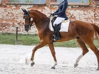 公马, Friesian sport horse — 照片 2