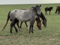 母马, Horses — 照片 3