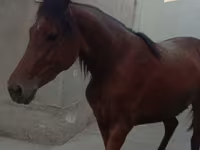 母马, Anglo-Arabian — 照片 4