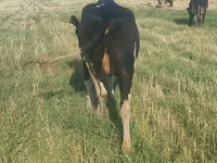 Cow, Holstein breed — photo 1