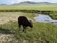 Bull, Cattle — photo 6