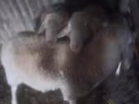 公羊, Assaf sheep — 照片 1