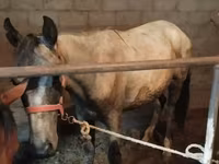 Hengst, Horse breed — Foto 4