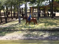 母马, Horses — 照片 7