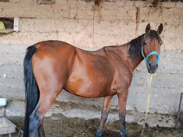 母马, Horses — 吉尔吉斯斯坦