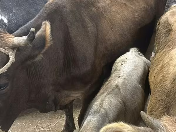 بقرة, Ukrainian Brown Dairy Cattle