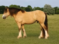 घोड़ा, Gypsy horse — फ़ोटो 1
