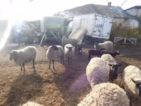 भेड़, Romanov sheep — फ़ोटो 5