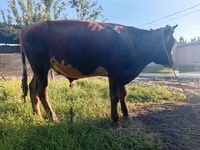 公牛, Cattle — 照片 1