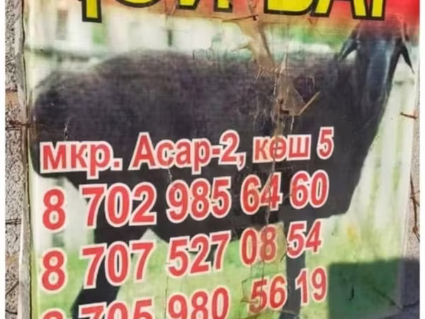 Баран, Бараны